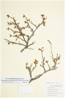 藏品(三裂葉漆)的圖片